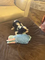 Sonny, a male Cavalier King Charles Spaniel for sale in Crestview, FL – 3 of 4