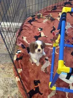 Mia -akc, a female Cavalier King Charles Spaniel for sale in Crestview, FL – 4 of 7