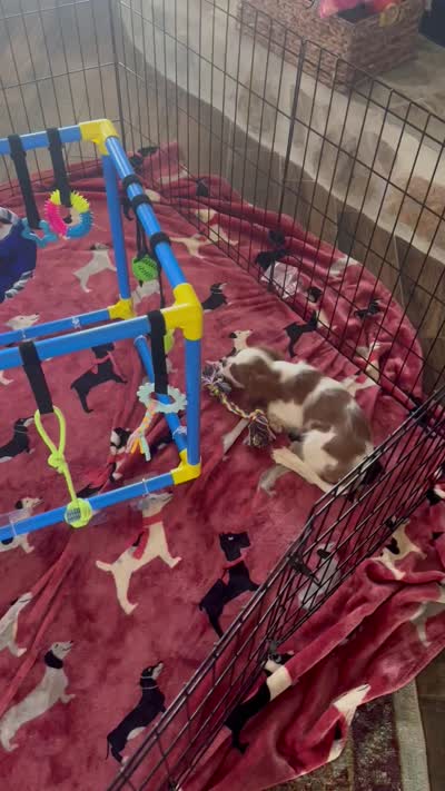 Mia -akc, a female Cavalier King Charles Spaniel for sale in Crestview, FL – 6 of 7