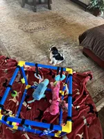 Mandy, a female Cavalier King Charles Spaniel for sale in Crestview, FL – 5 of 6