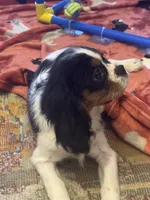 Lucy, a female Cavalier King Charles Spaniel for sale in Crestview, FL – 1 of 4