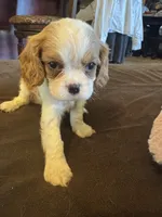 Ellie , a female Cavalier King Charles Spaniel for sale in Andalusia, AL – 2 of 3