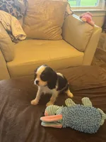Sonny, a male Cavalier King Charles Spaniel for sale in Crestview, FL – 2 of 4
