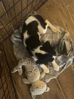 Lucy, a female Cavalier King Charles Spaniel for sale in Crestview, FL – 3 of 4