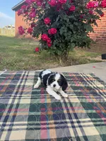 Bella-akc, a female Cavalier King Charles Spaniel for sale in Crestview, FL – Photo 2 of 4