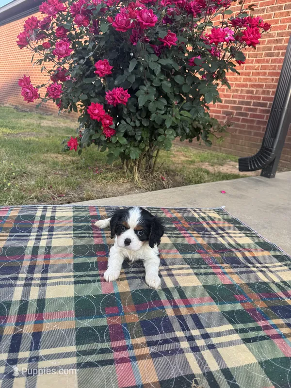 Bella-akc – Cavalier King Charles Spaniel puppy for sale in Crestview, FL