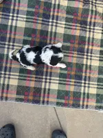 Bella-akc, a female Cavalier King Charles Spaniel for sale in Crestview, FL – Photo 3 of 4