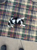 Bella-akc, a female Cavalier King Charles Spaniel for sale in Crestview, FL – Photo 4 of 4