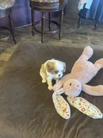 Ellie , a female Cavalier King Charles Spaniel for sale in Andalusia, AL – 3 of 3