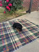 Zoey-akc, a male Cavalier King Charles Spaniel for sale in Crestview, FL – Photo 3 of 3