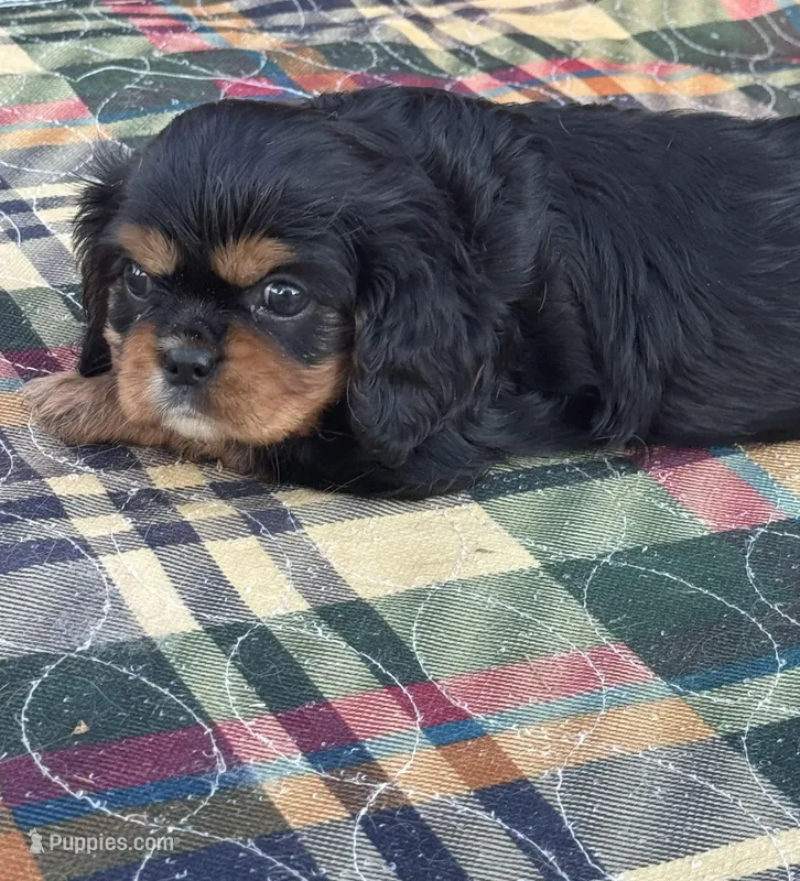 Zoey-akc – Cavalier King Charles Spaniel puppy for sale in Crestview, FL