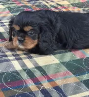 Zoey-akc, a male Cavalier King Charles Spaniel for sale in Crestview, FL – Photo 1 of 3