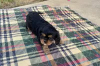 Zoey-akc, a male Cavalier King Charles Spaniel for sale in Crestview, FL – Photo 2 of 3