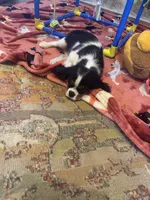 Lucy, a female Cavalier King Charles Spaniel for sale in Crestview, FL – 4 of 4