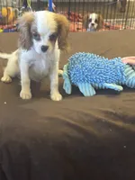 Sammy, a male Cavalier King Charles Spaniel for sale in Crestview, FL – 5 of 5
