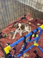 Mia -akc, a female Cavalier King Charles Spaniel for sale in Crestview, FL – 2 of 7