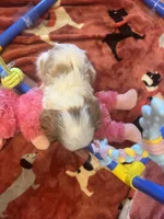 Benny, a male Cavalier King Charles Spaniel for sale in Andalusia, AL – 3 of 3