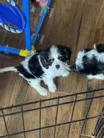 Bella-akc, a female Cavalier King Charles Spaniel for sale in Crestview, FL – 1 of 4