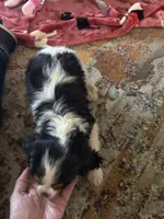 Mandy, a female Cavalier King Charles Spaniel for sale in Crestview, FL – 3 of 6