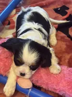 Mia akc, a female Cavalier King Charles Spaniel for sale in Crestview, FL – 3 of 3