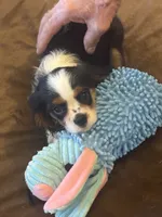 Sonny, a male Cavalier King Charles Spaniel for sale in Crestview, FL – 1 of 4