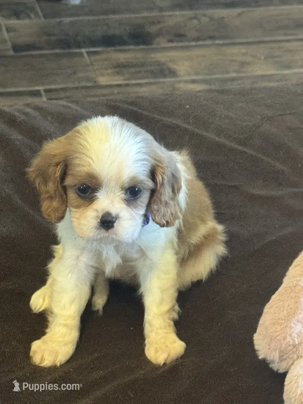 Ellie  – Cavalier King Charles Spaniel puppy for sale in Andalusia, AL