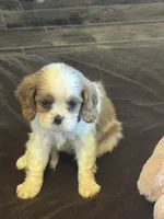 Ellie , a female Cavalier King Charles Spaniel for sale in Andalusia, AL – 1 of 3