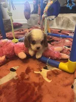 Benny, a male Cavalier King Charles Spaniel for sale in Andalusia, AL – 2 of 3