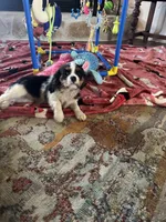 Mandy, a female Cavalier King Charles Spaniel for sale in Crestview, FL – 6 of 6