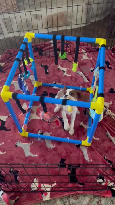 Mia -akc, a female Cavalier King Charles Spaniel for sale in Crestview, FL – 7 of 7