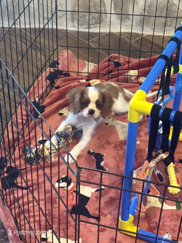 Mia -akc – Cavalier King Charles Spaniel puppy for sale in Crestview, FL