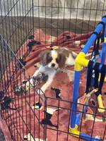 Mia -akc, a female Cavalier King Charles Spaniel for sale in Crestview, FL – 1 of 7