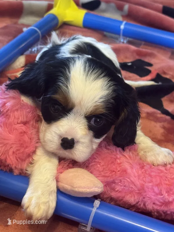Mia akc – Cavalier King Charles Spaniel puppy for sale in Crestview, FL