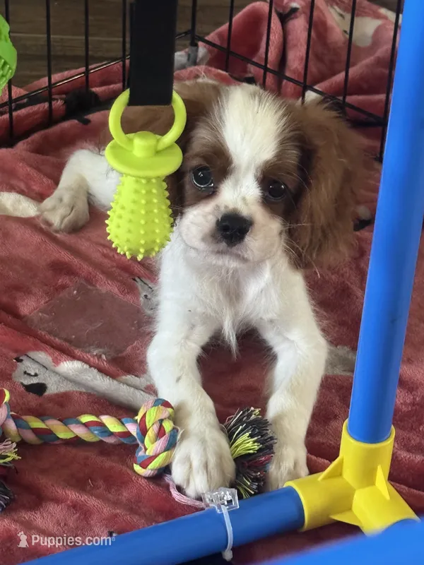 Sammy – Cavalier King Charles Spaniel puppy for sale in Crestview, FL