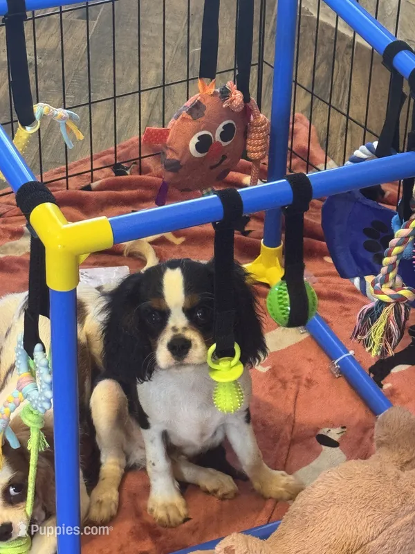 Sonny – Cavalier King Charles Spaniel puppy for sale in Crestview, FL