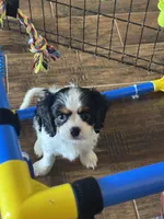 Bella-akc, a female Cavalier King Charles Spaniel for sale in Crestview, FL – 2 of 4