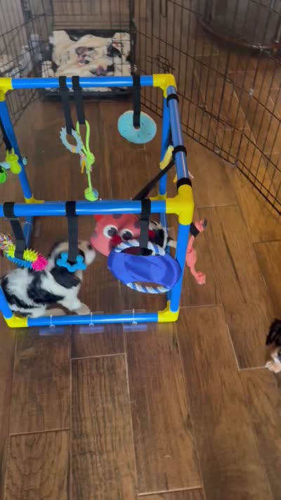 Bella-akc, a female Cavalier King Charles Spaniel for sale in Crestview, FL – 4 of 4