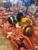 Mandy akc, a female Cavalier King Charles Spaniel for sale in Crestview, FL – 3 of 4