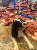 Mandy akc, a female Cavalier King Charles Spaniel for sale in Crestview, FL – 4 of 4