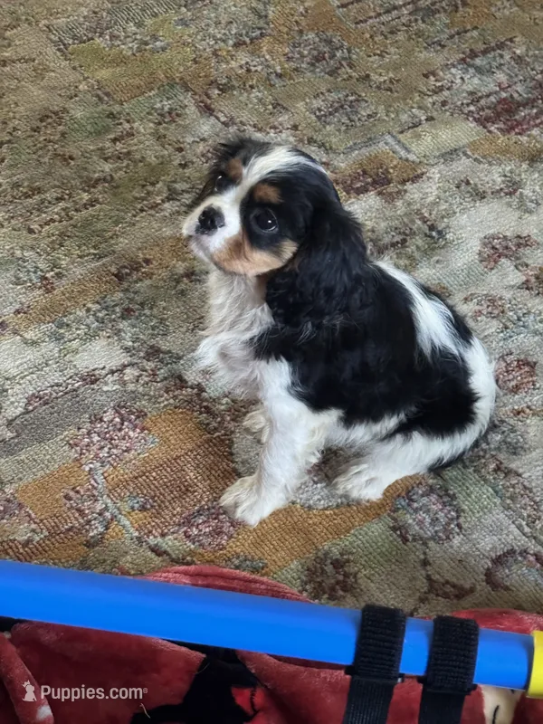 Mandy – Cavalier King Charles Spaniel puppy for sale in Crestview, FL
