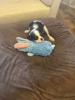 Sonny, a male Cavalier King Charles Spaniel for sale in Crestview, FL – 4 of 4