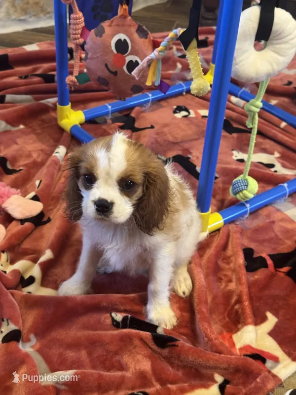 Sammy-akc  – Cavalier King Charles Spaniel puppy for sale in Crestview, FL