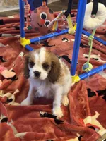 Sammy-sold, a male Cavalier King Charles Spaniel for sale in Crestview, FL – 1 of 4