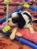 Mia akc, a female Cavalier King Charles Spaniel for sale in Crestview, FL – 2 of 3