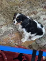 Mandy, a female Cavalier King Charles Spaniel for sale in Crestview, FL – 2 of 6