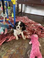 Mandy, a female Cavalier King Charles Spaniel for sale in Crestview, FL – 4 of 6