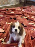 Sammy-sold, a male Cavalier King Charles Spaniel for sale in Crestview, FL – 3 of 4