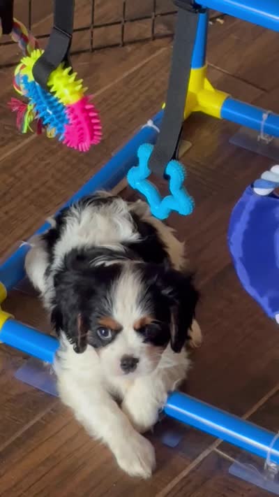 Bella-akc, a female Cavalier King Charles Spaniel for sale in Crestview, FL – 3 of 4