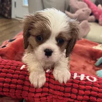 Eddie-akc-, a male Cavalier King Charles Spaniel for sale in Crestview, FL – Photo 3 of 6