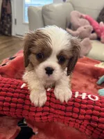 Eddie-akc-neg, a male Cavalier King Charles Spaniel for sale in Crestview, FL – Photo 3 of 6